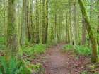 Washington State-Tiger Mountain-Trail through Moss covered trees Art Print